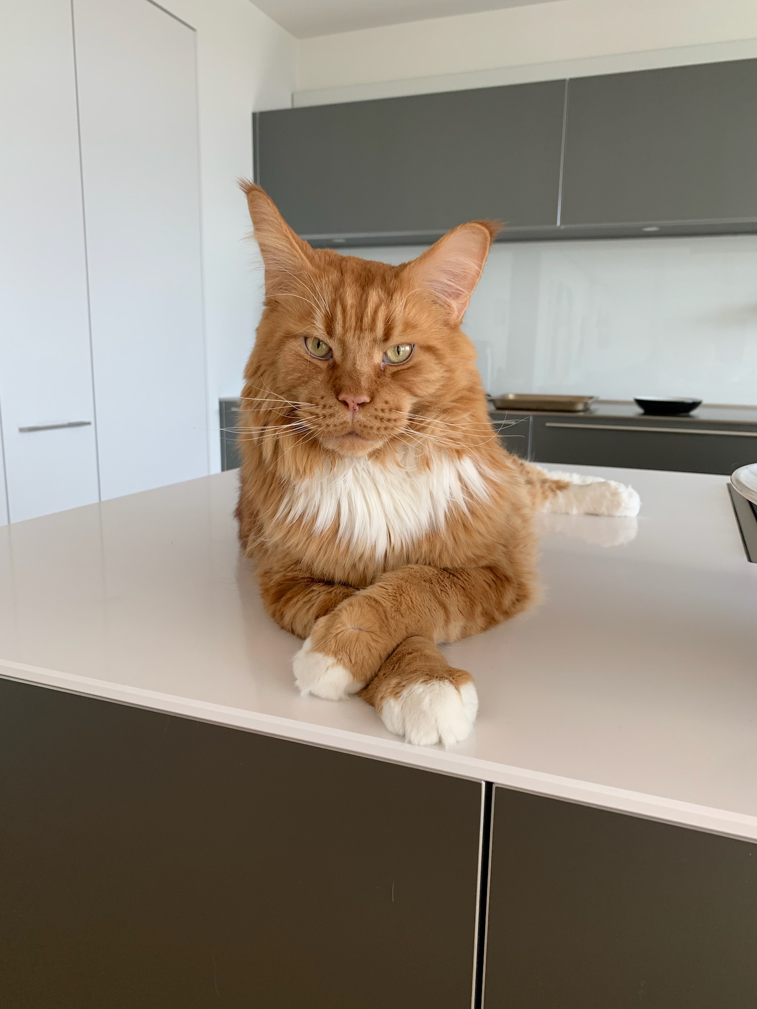 Edwin, an orange Maine Coon with a white chest, sitting on a kitchen counter with his paws crossed